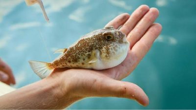 Balon balıklarının vücudunda "tetrodotoksin" isimli zehirli bir madde içerdiği ve