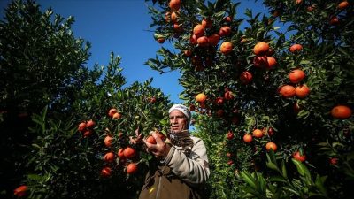 Ziraat Mühendisleri Odası Adana Şube Başkanı Ahencan Tayakısı, Türkiye’de henüz