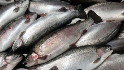 Trabzon'dan geçen yıl gerçekleştirilen su ürünleri ihracatı yüzde 58 artarak