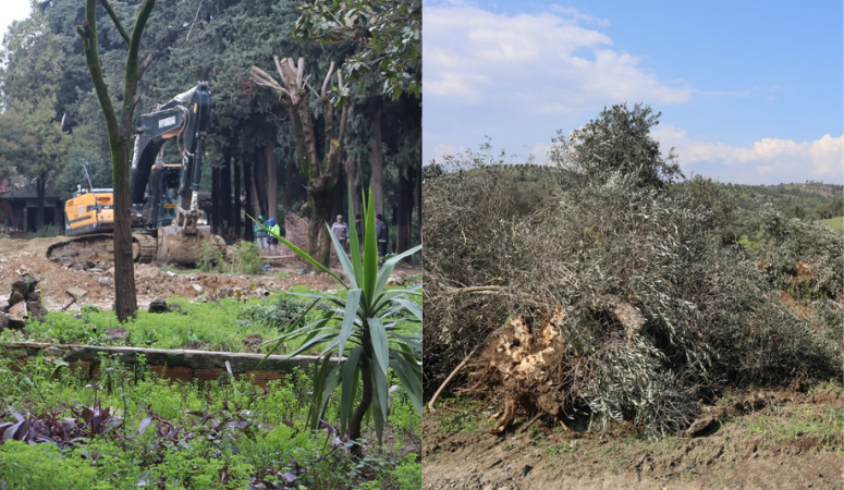 Hatay’ın Gündeminde Ağaç Katliamları Var