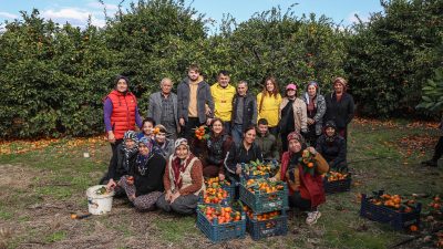 Hatay’da çeşitli sebeplerden dolayı hasat edilemeyen turunçgil bahçelerindeki mahsulü dalında
