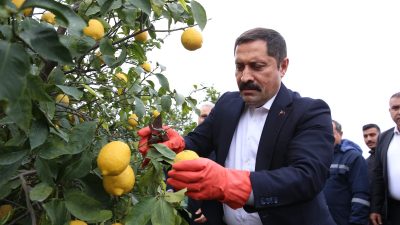 Hatay Valisi Mustafa Masatlı’nın önderliğinde başlatılan proje kapsamında, 150 ton