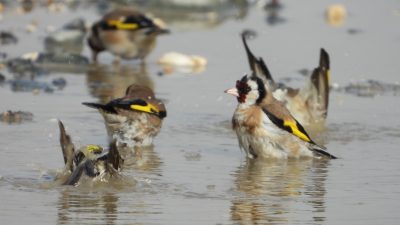 Hatay’ın Samandağ ilçesinde bulunan ve koruma altına alınan Milleyha Sulak