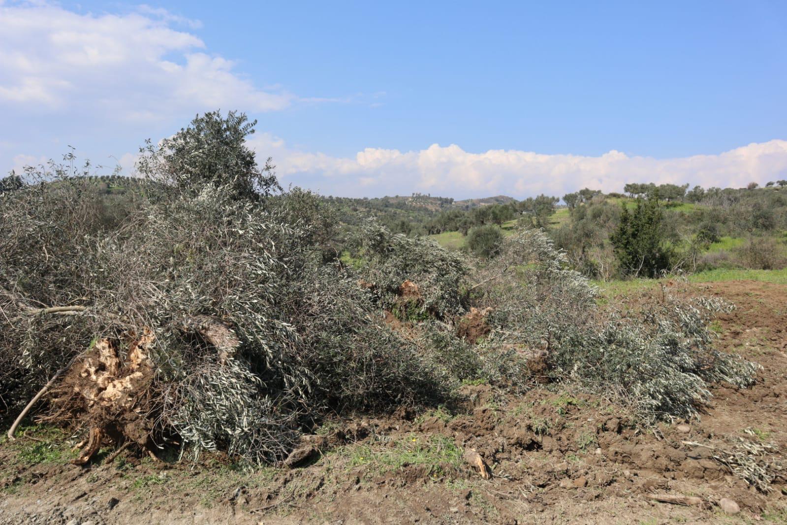 Hancağız Mahallesi’nde TOKİ İçin Zeytin Ağaçları kesiliyor