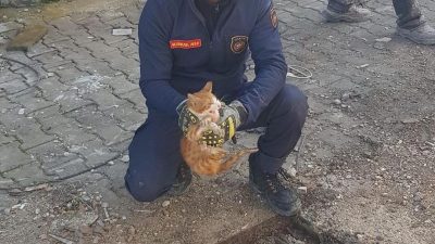 Hatay’ın merkez Antakya ilçesinde mazgalın içinde sıkışan kedi, itfaiye ekiplerince