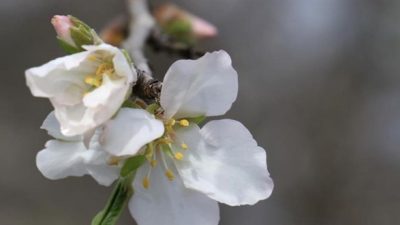 Halk arasında baharın müjdeleyicisi olarak bilinen cemrenin ilki havaya düştü.