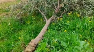 Hatay’ın Altınözü ilçesinde kuvvetli yağışla birlikte etkili olan hortum, zeytin