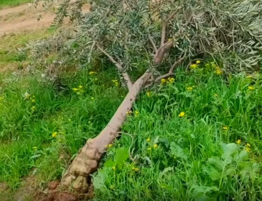 Hatay’ın Altınözü ilçesinde kuvvetli