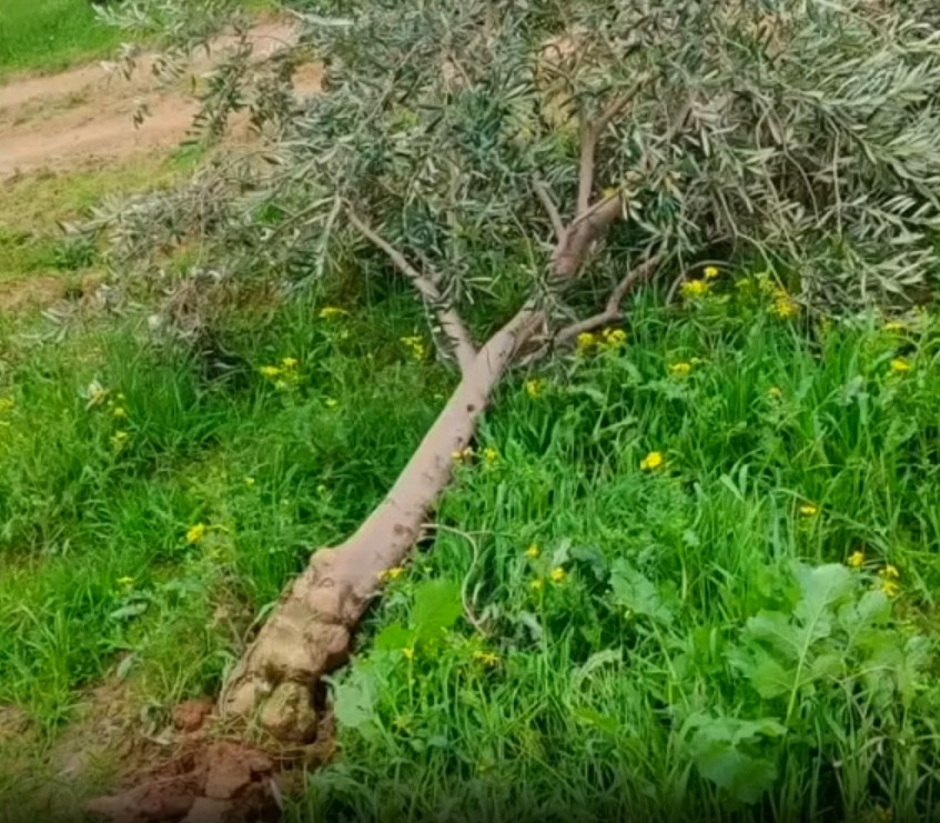 Hortum zeytin ağaçlarını yerinden söktü