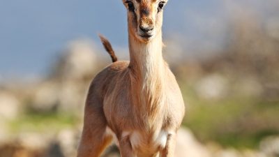 Nesli tükenme tehlikesinde olduğu için koruma tedbirleri uygulanan Hatay’daki “gazella