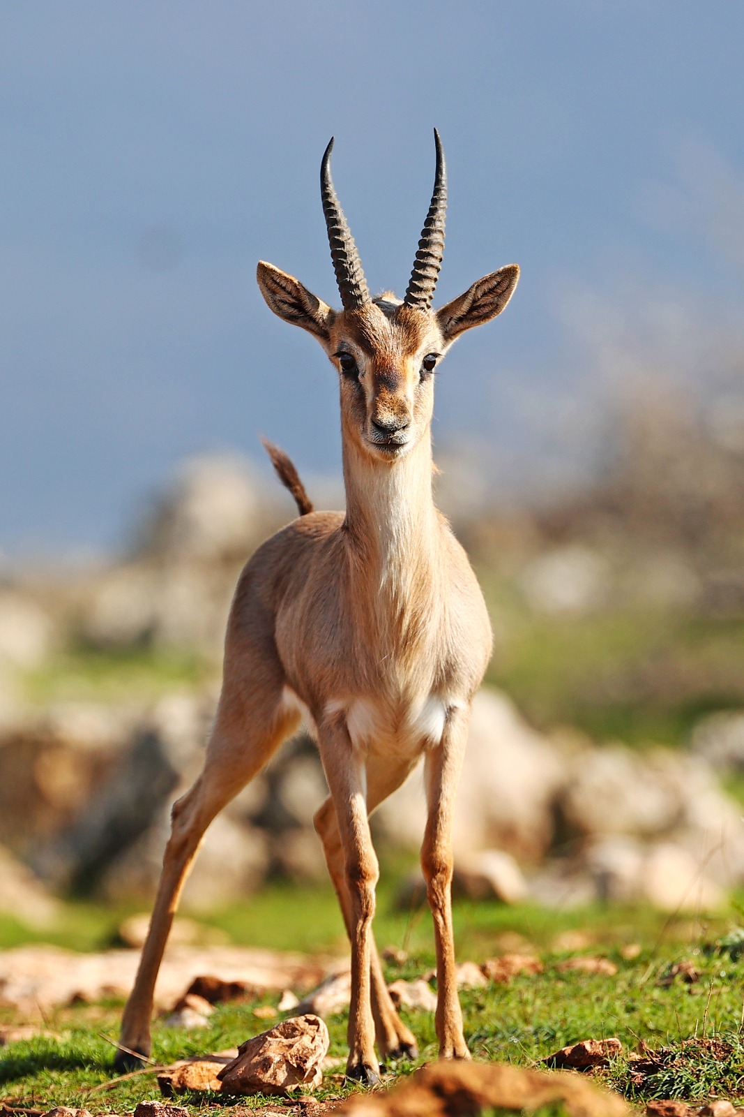 Gazella Gazella sayısında artış