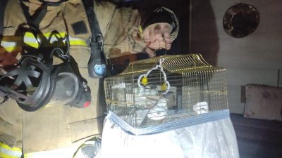 Arsuz’daki bir ev yangınında evin içindeki kafesteki kuş canlı olarak
