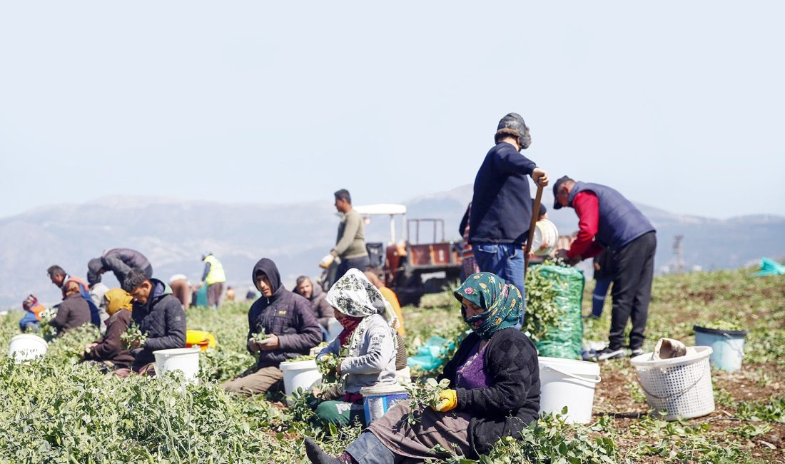 Hatay, mevsimlik tarım işçilerine