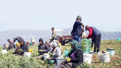 Hatay, mevsimlik tarım işçilerine en düşük ücreti veren il olarak