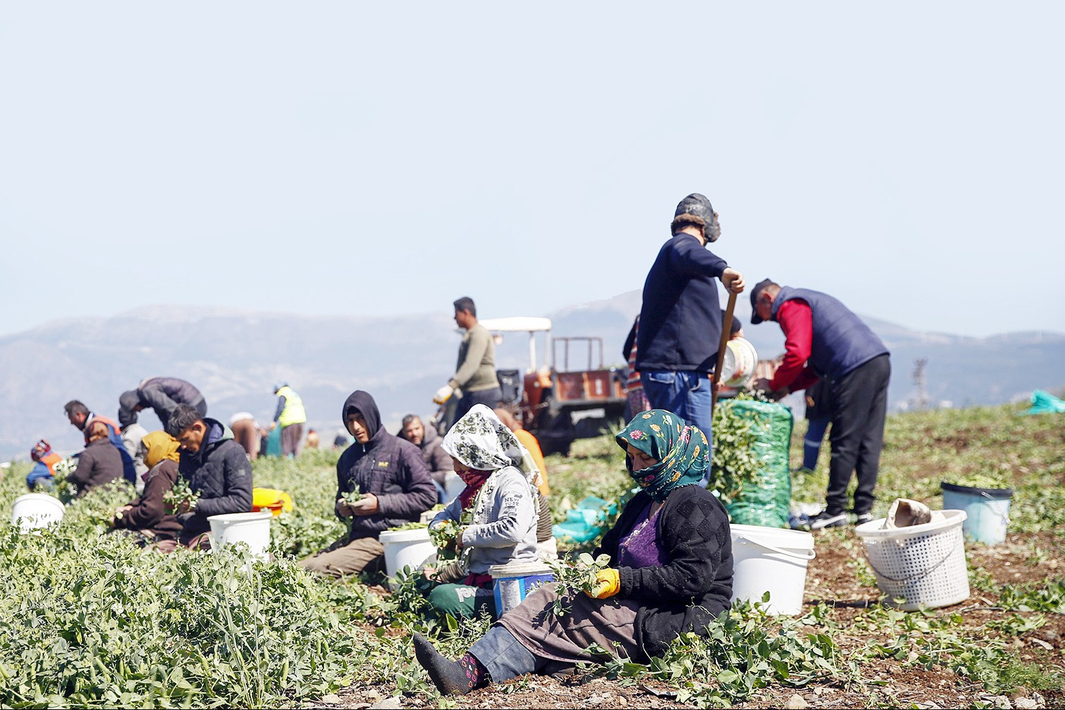 Tarım işçiliğinde en düşük ücret Hatay’da