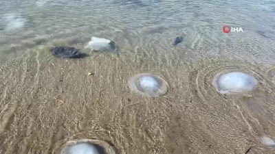 Akdeniz’e kıyısı olan Hatay’ın Samandağ ilçesinde yüzlerce ölü denizanası sahili