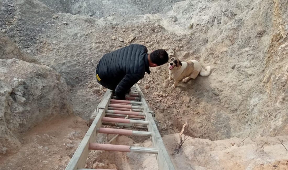 Hssa’da bir köpek kuyuya