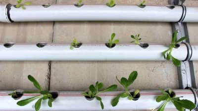 Hatay'ın Reyhanlı ilçesinde yaşayan Tuğba Alvanoğlu, Tayvanlı öğrencilerden öğrendiği topraksız