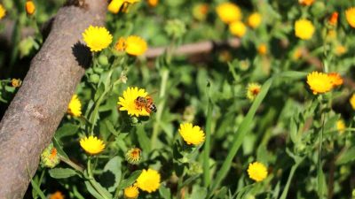 Hatay'da kış mevsiminin geride kalmasıyla birlikte açan çiçeklerde polen toplama
