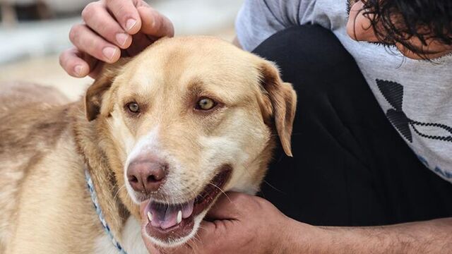 
Hatay'ın Reyhanlı ilçesinde köpeğe şiddet uyguladığı iddia edilen şüpheli, İlçe