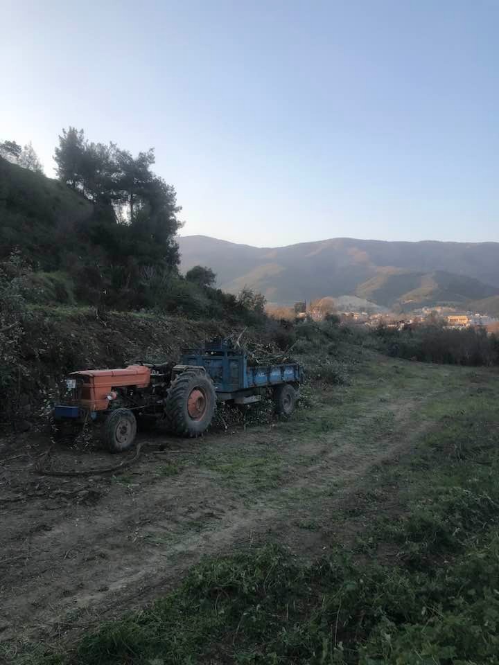 TOKİ Konutları yolu için yüzlerce ağaç kesildi