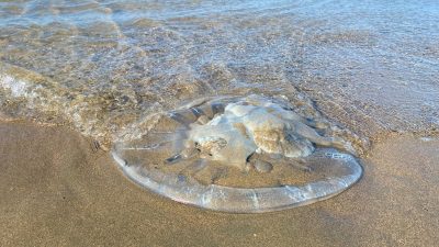 Akdeniz kıyılarını kaplamaya başlayan denizanalarına karşı vatandaşlara tavsiyelerde bulunan İskenderun