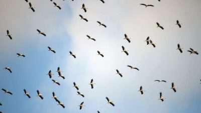 Hatay ilkbahar kuş göç dönemine girdi. Gökyüzünde binlerce kuş göç