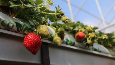 
Hatay'da deneme amaçlı evinin bahçesine kurduğu 60 metrekarelik serada çilek