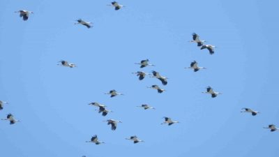 Arap ve Afrika ülkelerinden yola çıkıp, kuzeye göç eden leyleklerin