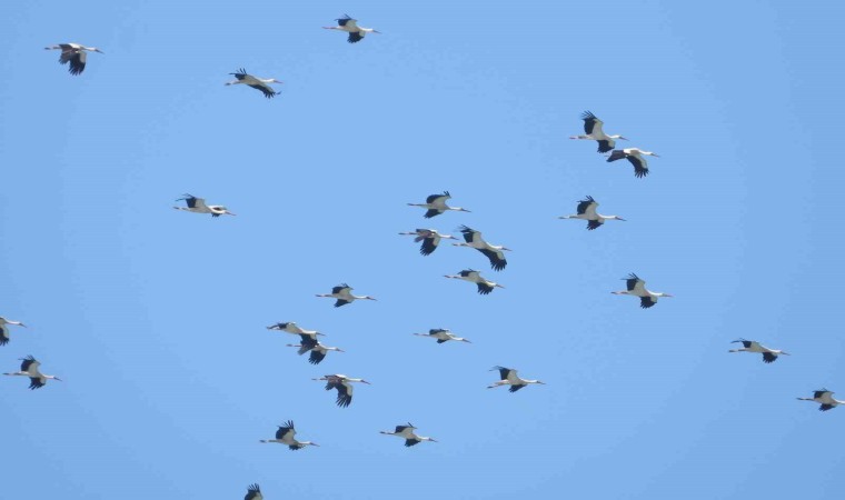 Gökyüzünde Yalnız Gezen Leylekler…