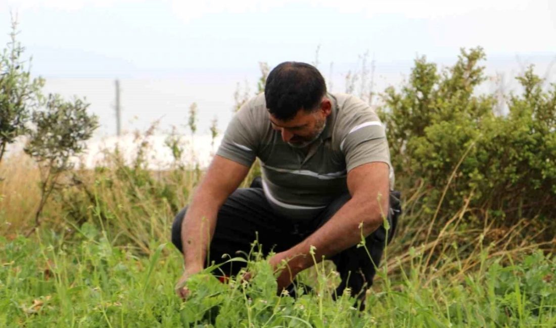 Hatay'ın Arsuz ilçesinde alternatif