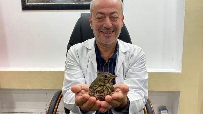 Hatay’ın Samandağ ilçesinde nadir görülen ‘öter ardıç kuşu’, yorgun ve