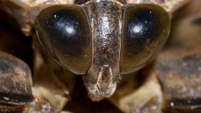 Türkiye’nin Akdeniz bölgesinde bulunan Hatay, Mersin, Adana ve Antalya illerine