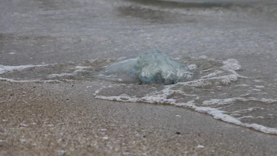 Akdeniz sahillerinde denizanası istilası devam ediyor: Burnaz sahili de denizanalarıyla