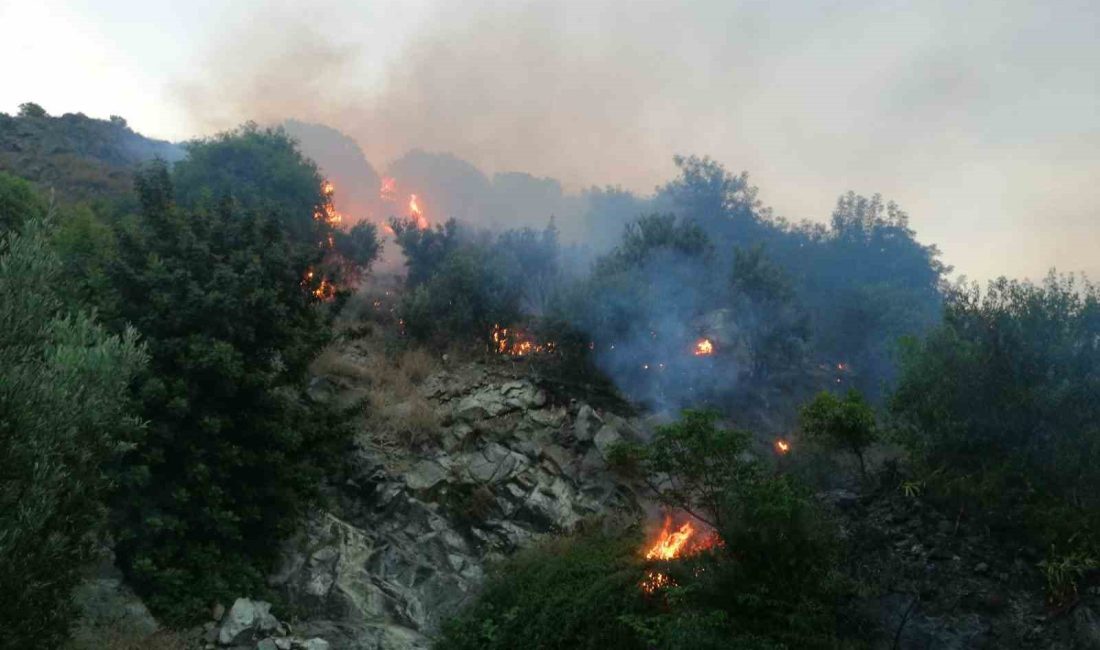 Hatay’ın Samandağ ilçesinde zeytinlik