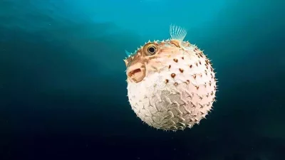 Hatay’da balon balığı avcılığına destek verilecek. 2024 yılı Balon Balığı