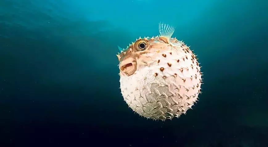 Hatay’da balon balığı avcılığına