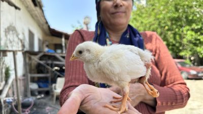 Hatay’ın Dörtyol ilçesinde, evde beslenen tavuğun yumurtasından 4 ayaklı civciv