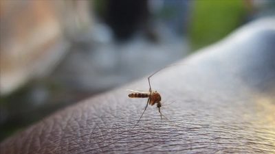 ADÜÖğretim Üyesi Prof. Dr. Fatih Mehmet Şimşek, kuraklığın sivrisineklerin yumurtalarının