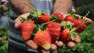 Depremin yaralarının sarıldığı Hatay’ın bereketli topraklarında çilek hasadı devam ediyor.