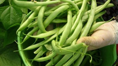 Hatay’ın bereketli topraklarında açık havada yetişen ve hasadına başlanan fasulye