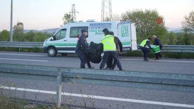 Kuzey Marmara Otoyolu’nun Kocaeli geçişinde otomobile arkadan çarpan kamyonetin devrilmesi neticesinde meydana