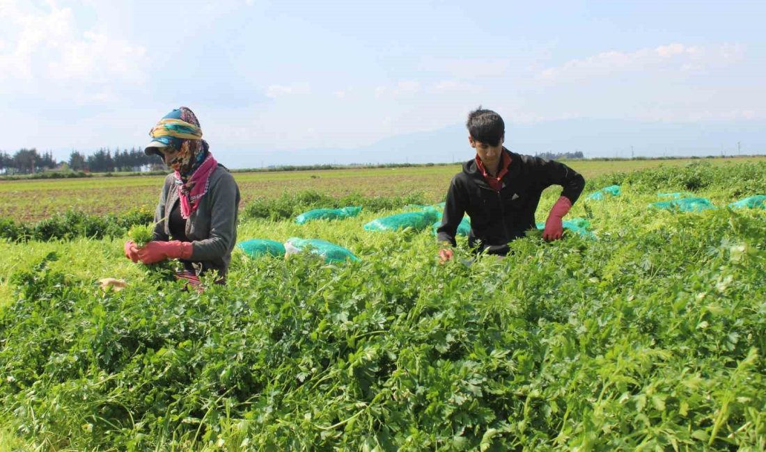 Hatay’ın Reyhanlı ilçesinde başlayan