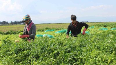 Hatay’ın Reyhanlı ilçesinde başlayan maydanoz hasadı, bölgede yaz sonuna kadar