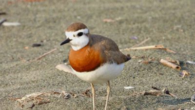 Türkiye’de ve Avrupa’da nadiren görülen ’Doğu cılıbıtı’, Hatay’daki Milleyha Sulak