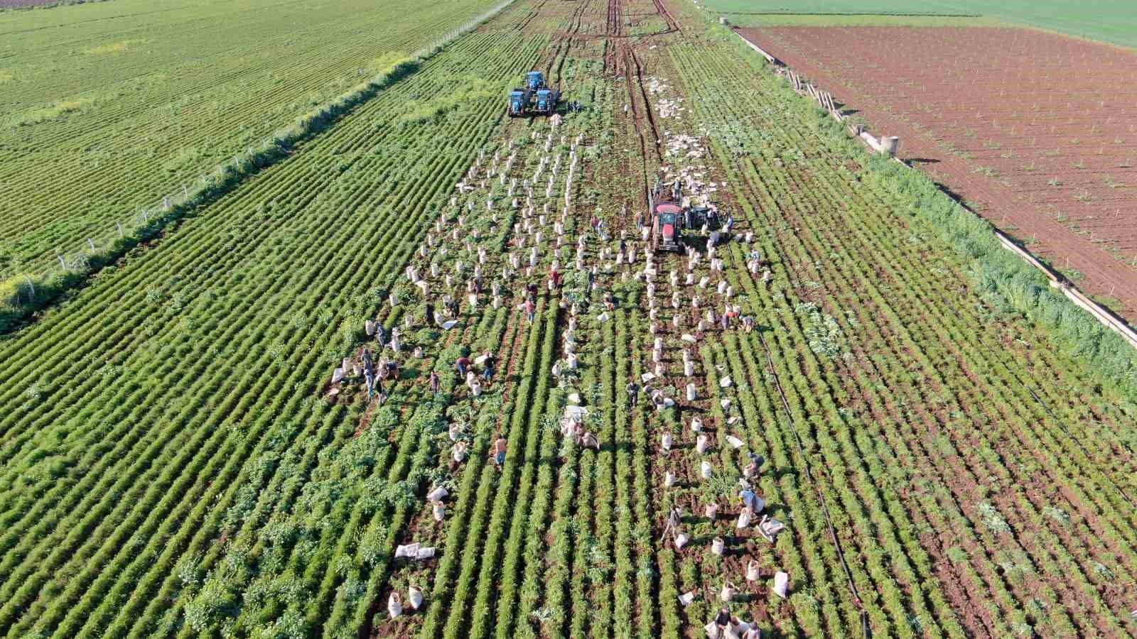 Hatay’da havuç hasadı başladı