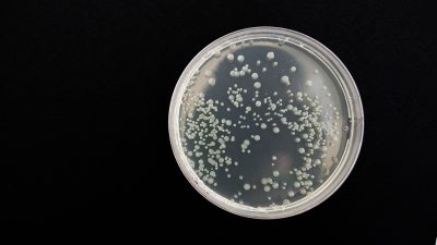 ABD merkezli yapılan bir araştırma, "bakteriyel vampirizm" adı altında bazı