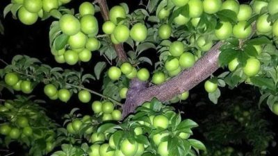 6 Şubat depreminin yaşandığı yıl erik hasadı zayıf geçmiş, piyasaya