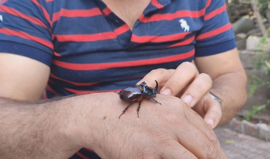 Hatay’da evinin balkonunda bulduğu