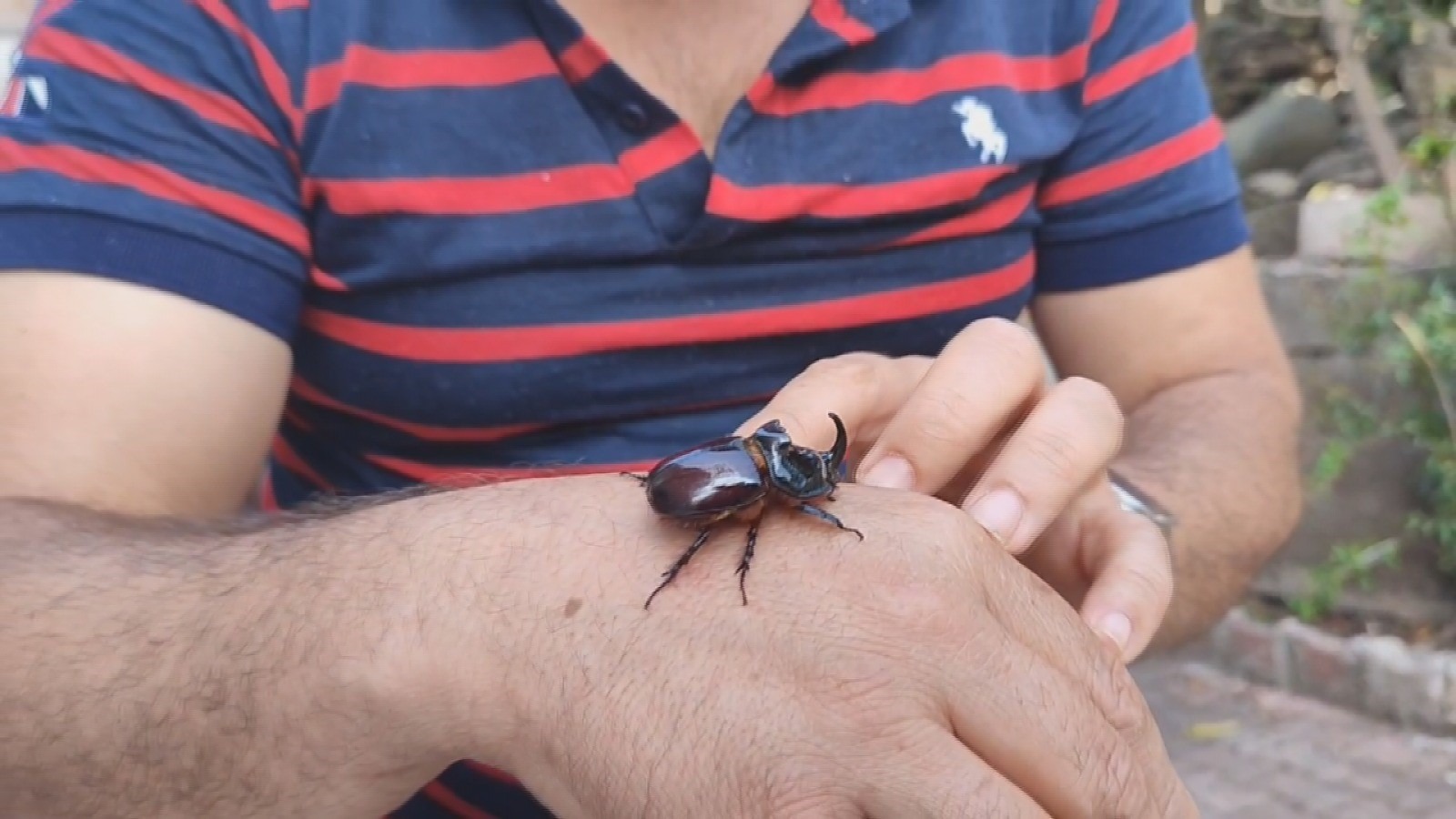 Hatay’da Gergedan Böceği Bulundu